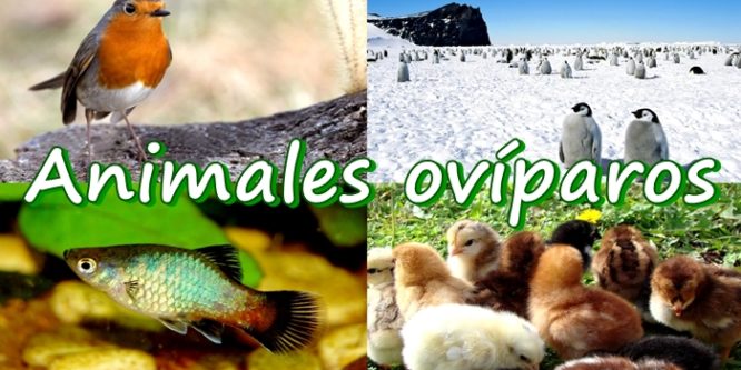 Los Animales - Lessons - Blendspace